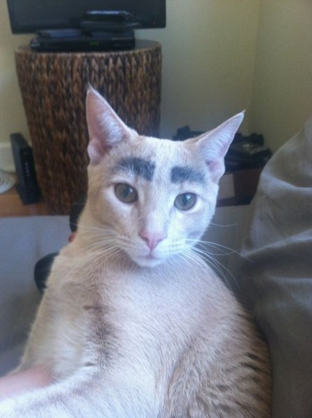 Накрашенные коты