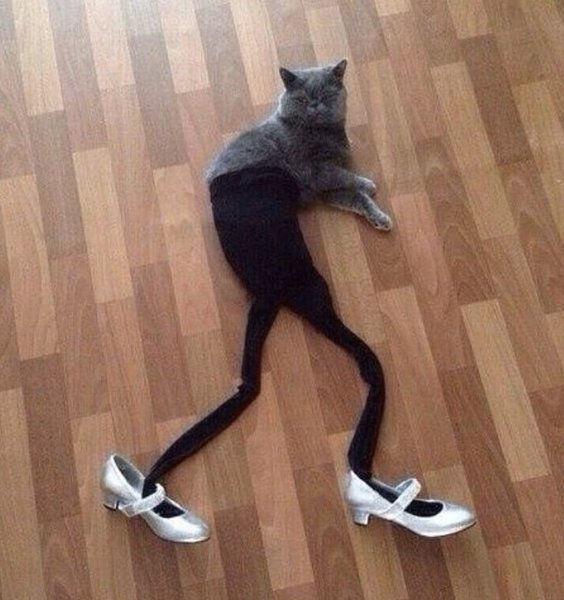 Весёлые картинки прикольные