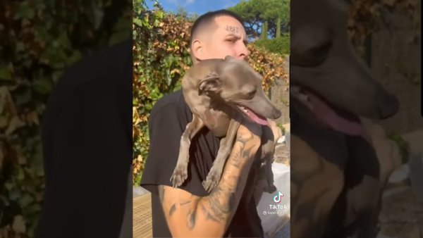 Собака кизару