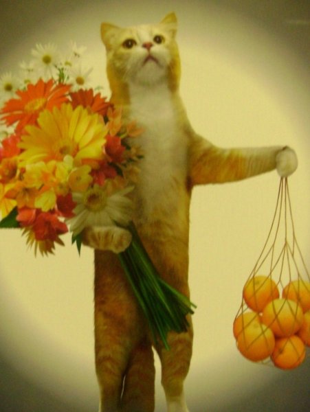 Котик с цветочком