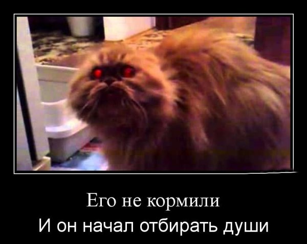 ВВ кота вселился демон