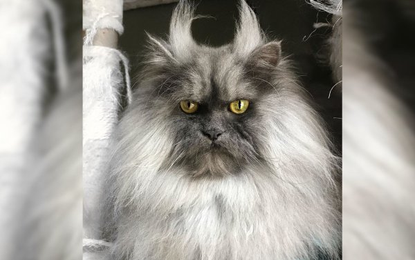 Кошка похожая на демона