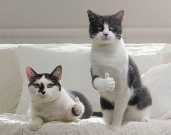 Коты показывают большой палец