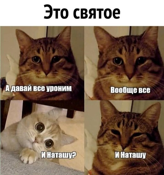 Мемы с котом