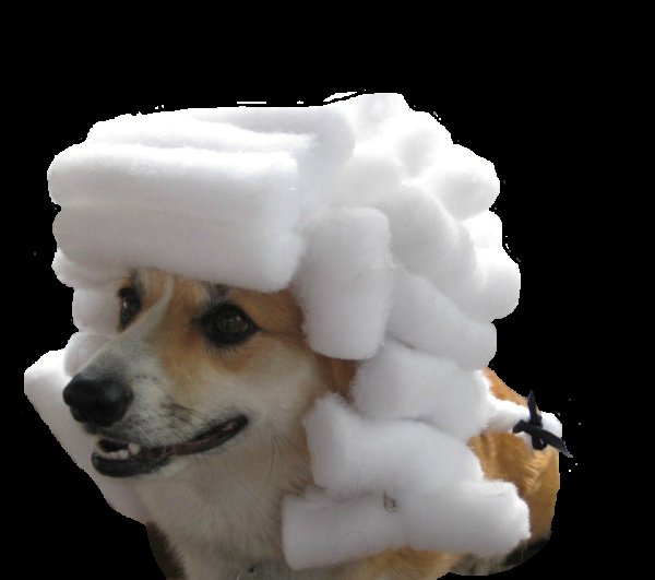 Мемы с собаками