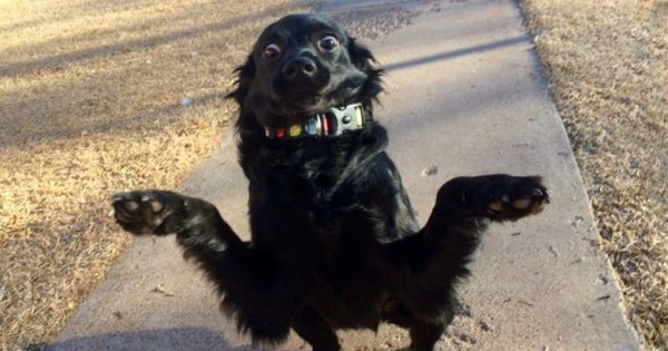 Удивленный пес