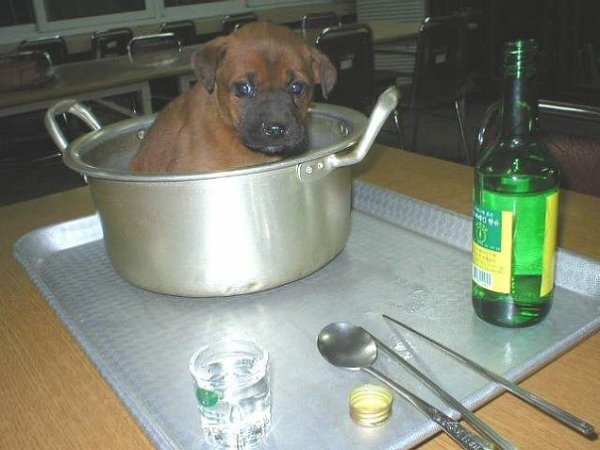 Щенки в кастрюле