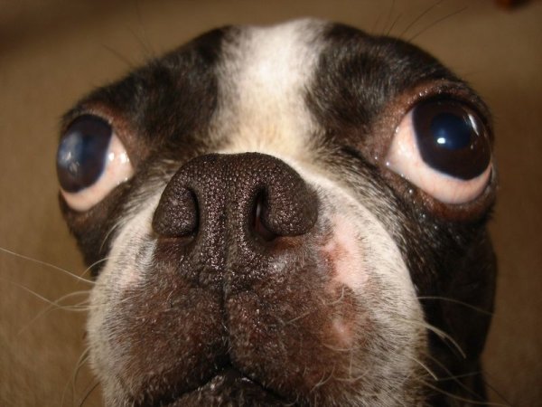 Смешные собаки