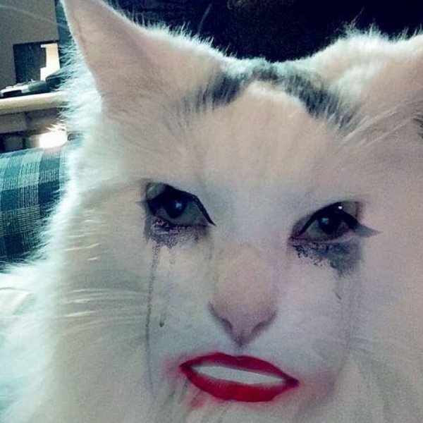 Накрашенные коты
