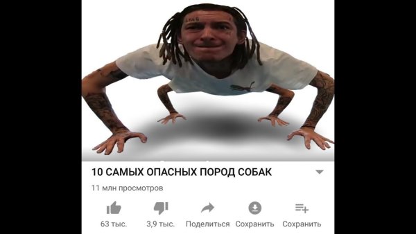 Собака кизару