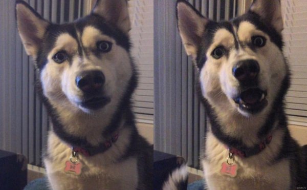 Удивленные собаки