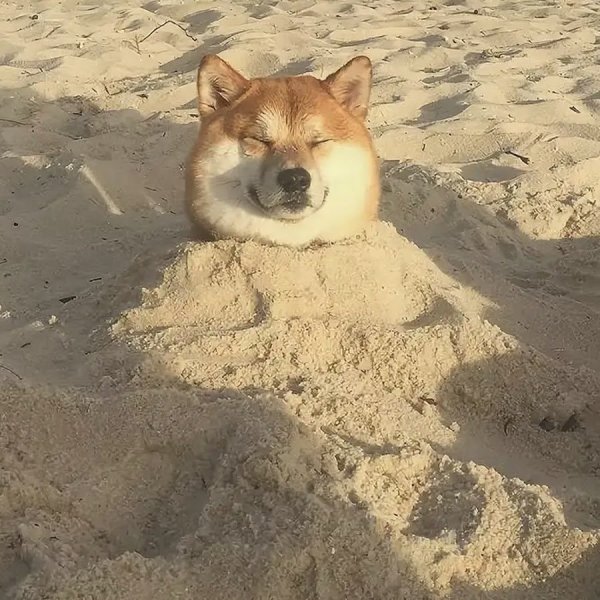 Сиба ину Эстетика