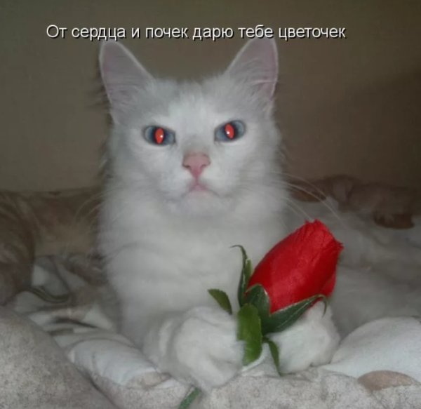 Кот дарит цветы