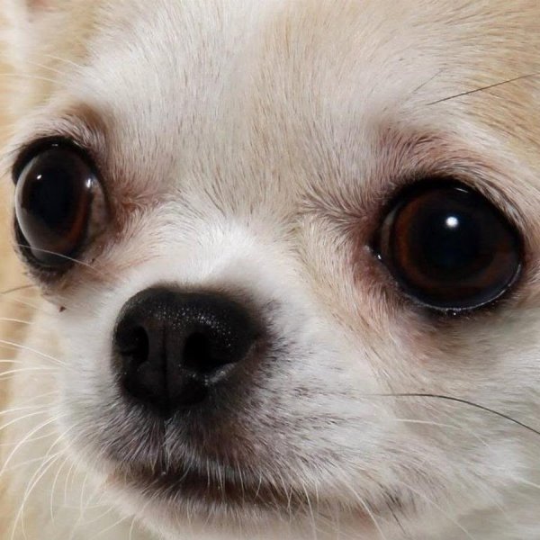 Собака с выпуклыми глазами