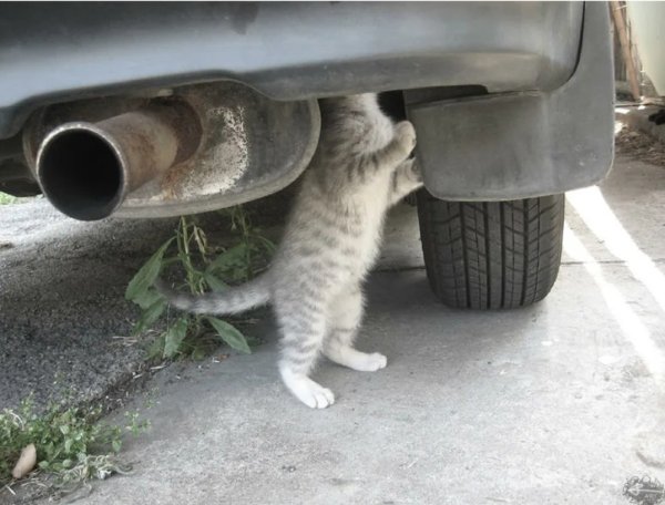 Кот чинит машину