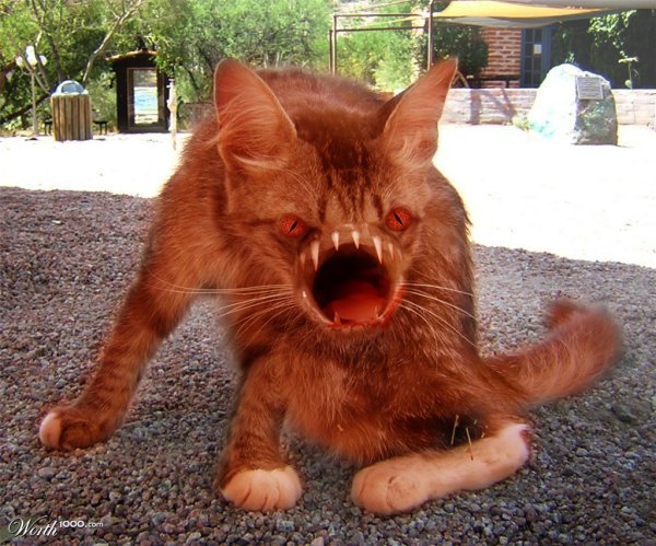 Странный кот