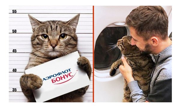 Кот Виктор Аэрофлот
