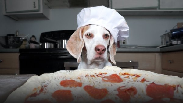 Забавные животные с пиццей