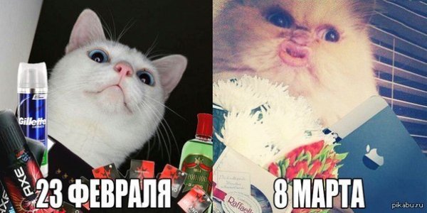 С 8 марта мемы котики