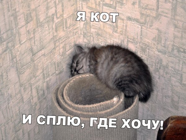 Кот не желаю