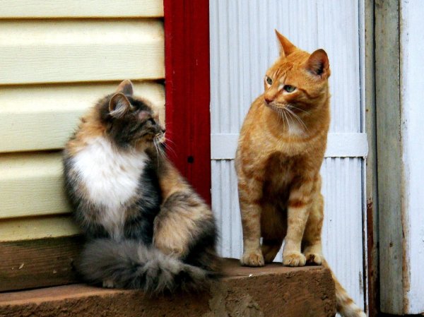 Котики болтают