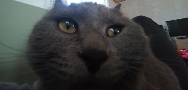 Серый кот Мем