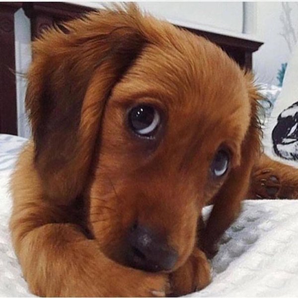 Глаза собаки