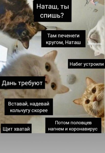 Мемы с котами