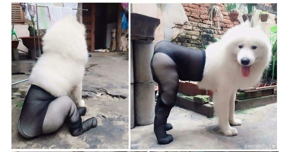 Самоедская собака в колготках