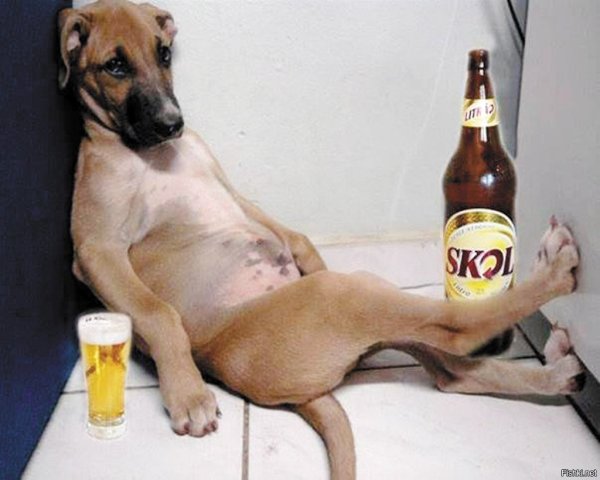 Собака и бутылка