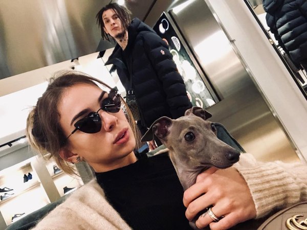 Собака кизару Левретка