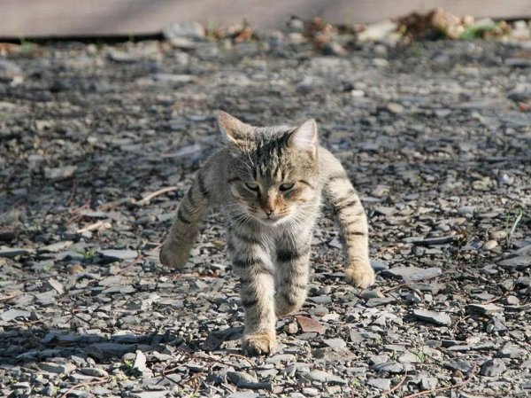 Двуногие коты