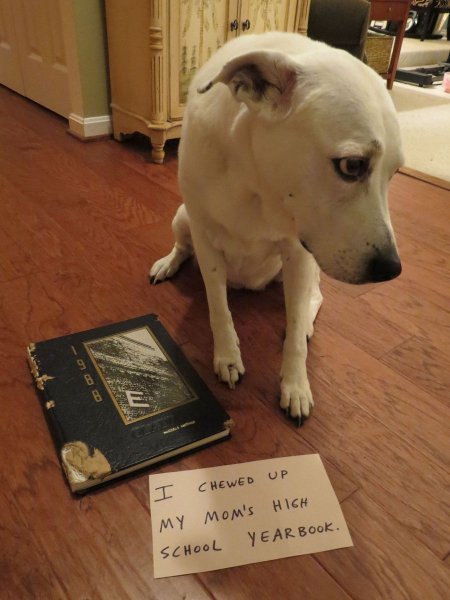 Провинившийся щенок