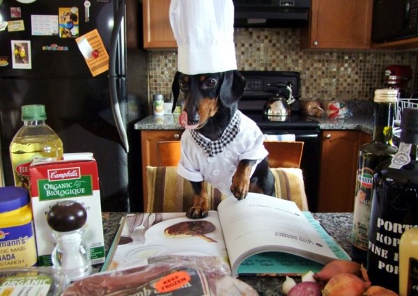 Такса на кухне