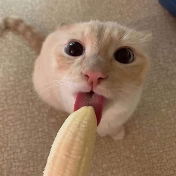 Котик ест банан