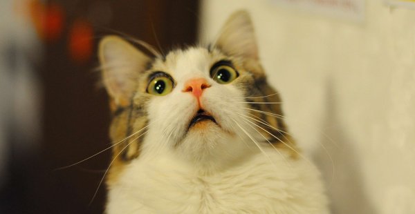 Увидленый кот э