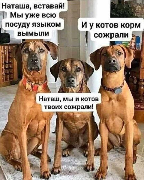 Юмор про собак