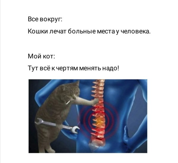 Кот и позвоночник Мем