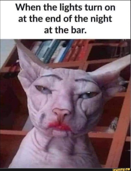 Накрашенная кошка