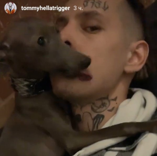 Собака кизару