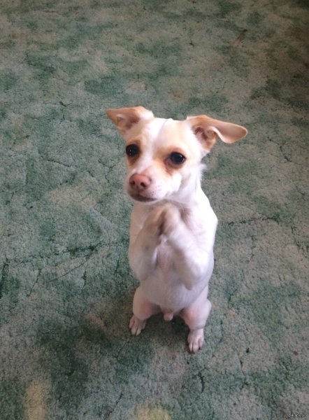 Виноватый щенок