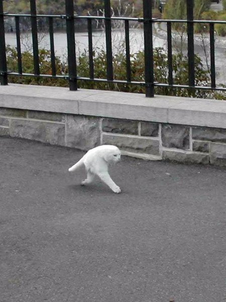 Коты в панорамной съемке