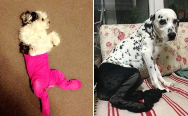 Собака в кольоках