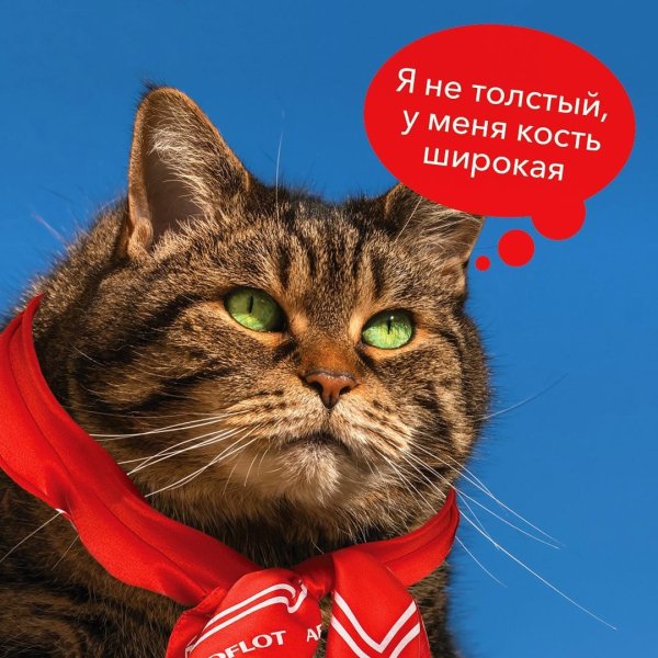 Кот Виктор Аэрофлот