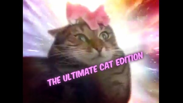 Коту на голову положили цветочек