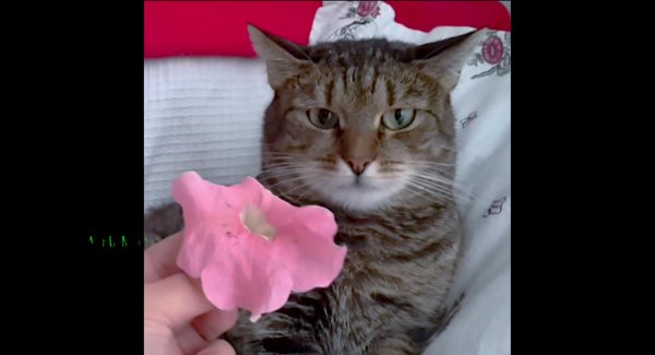 Кот петунии Мем