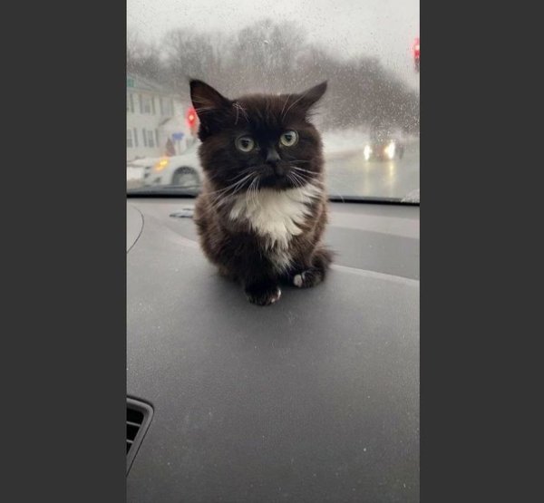 Мемный котенок