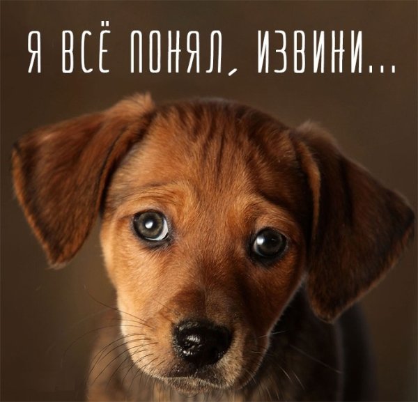 Собака с грустными глазами