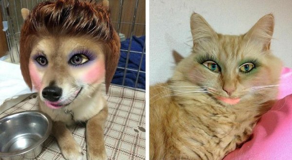 Накрашенные животные