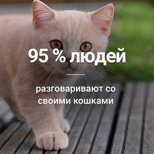 Кот говорит